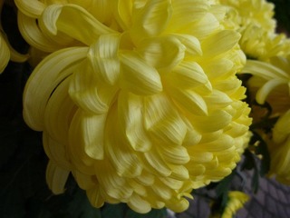 花纹