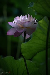 E79C618A-5244-4F8A-ABDD-8079D2299A27/L0/001