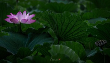 2D2E1C86-1C0C-4B2D-9805-BDE7AAB39F95/L0/001