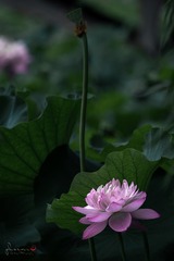 CA85341E-F7F8-49FD-A706-BFB699C6B3A5/L0/001