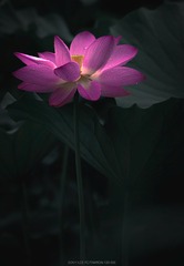 248F6297-0FF1-4141-9565-CC6074FBAFD0/L0/001