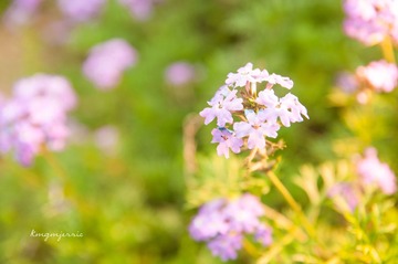 DSC_7367-2.jpg