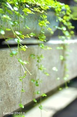 DSC_7774.jpg