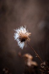 1000015650