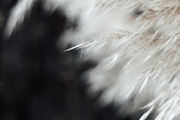 1000015636