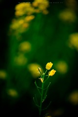 DSC_1924.jpg