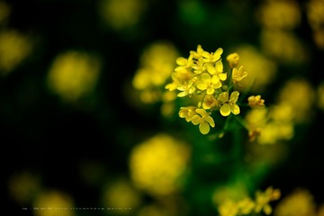 DSC_1965.jpg