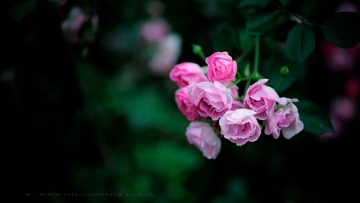 DSC_3459.jpg