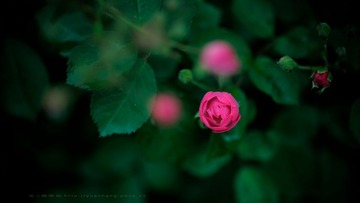 DSC_3460.jpg