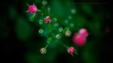 DSC_3462.jpg
