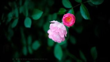 DSC_3463.jpg