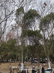 IMG20241227162044