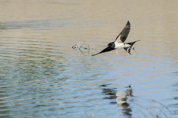 DSC_9009_resize.jpg