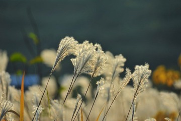 DSC_7298.jpg