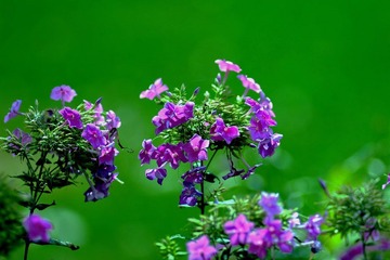 DSC_2936-1.jpg