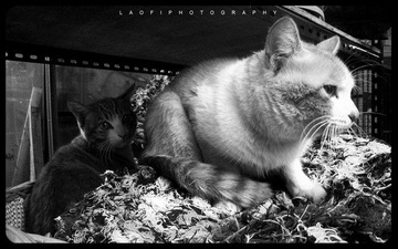 IMG_0256mao1.jpg