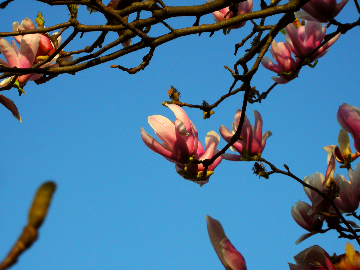 玉兰花 尼康p5000卡片机拍 - 春风吹来 - 图虫