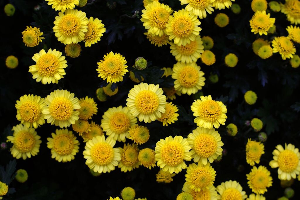 菊花<br />
凤凰50mm镜头.