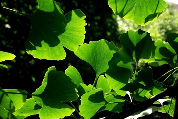 DSCF7939.jpg