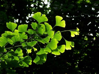 DSCF7945.jpg