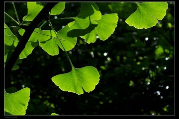DSCF7950.jpg
