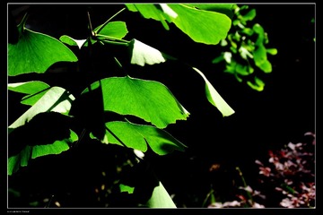 DSCF7956.jpg