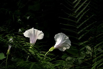 DSCF7970.jpg