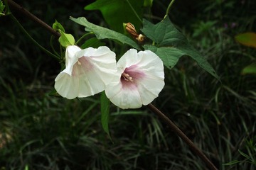 DSCF7976.jpg