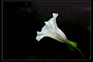 DSCF7977.jpg