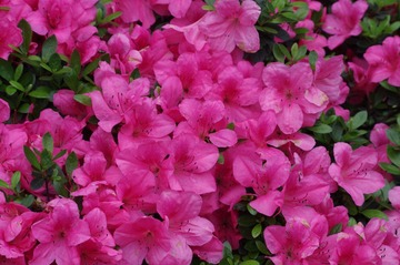 IMGP9853.jpg