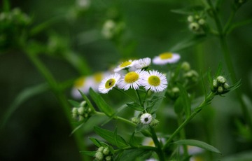 IMGP0043_副本.jpg