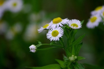 IMGP0051_副本.jpg