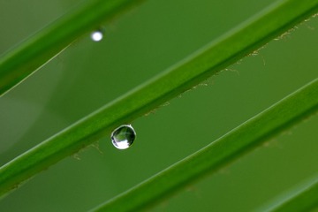 IMGP2411.jpg