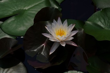 IMGP2911.jpg