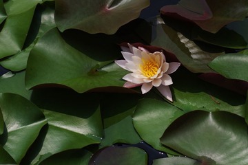 IMGP2912.jpg