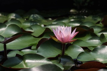 IMGP2914.jpg