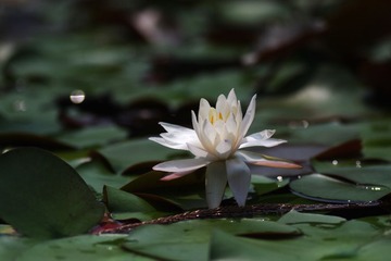 IMGP2920.jpg