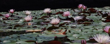 IMGP2921.jpg