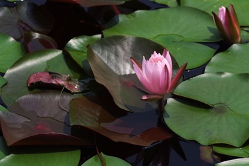 IMGP2922.jpg