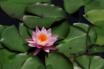 IMGP2923.jpg