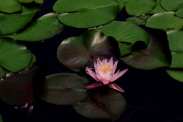 IMGP2924.jpg