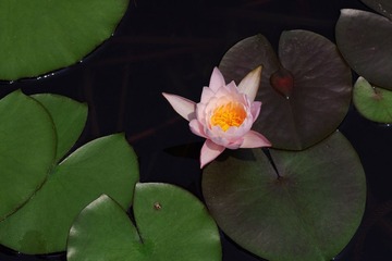 IMGP2926.jpg