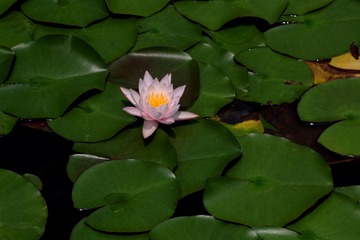 IMGP2927.jpg