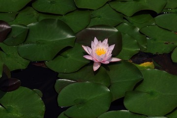 IMGP2928.jpg