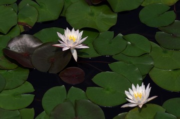 IMGP2929.jpg
