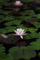 IMGP2932.jpg