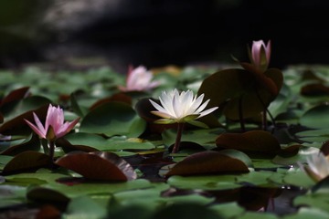 IMGP2933.jpg