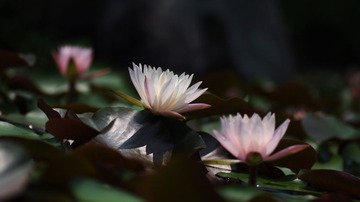 IMGP2942.jpg