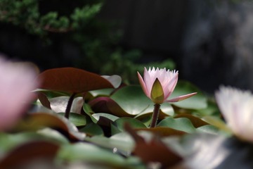 IMGP2944.jpg