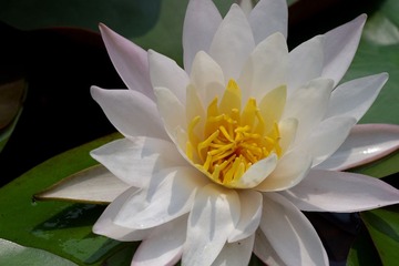 IMGP2952.jpg